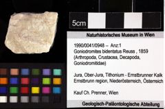 Foto (Objket + Etiketten) von Goniodromites bidentatus (Reuss, 1859) 